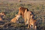 TANZANIA - Serengeti National Park - Leoni Lions - 58